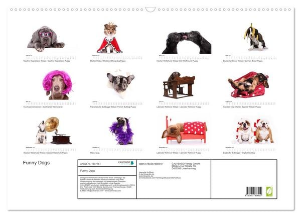 Produktbild: Funny Dogs (Wandkalender 2026 DIN A2 quer), CALVENDO Monatskalender