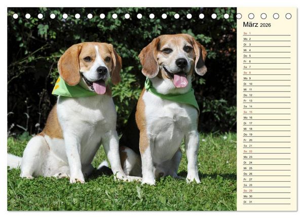 Produktbild: Beagle - Herz auf 4 Pfoten (Tischkalender 2026 DIN A5 quer), CALVENDO Monatskalender