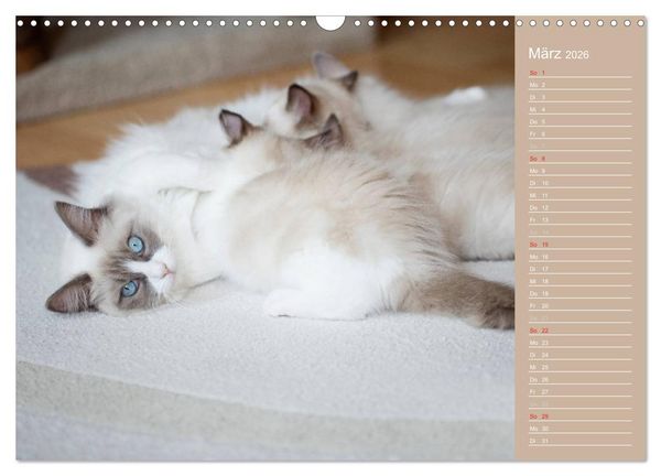 Produktbild: Zauberhafte Ragdolls / Geburtstagskalender (Wandkalender 2026 DIN A3 quer), CALVENDO Monatskalender