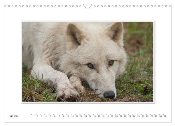 Produktbild: Emotionale Momente: Polarw&ouml;lfe. / CH-Version (Wandkalender 2026 DIN A3 quer), CALVENDO Monatskalender
