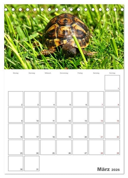 Produktbild: Langsame Schildkr&ouml;ten (Tischkalender 2026 DIN A5 hoch), CALVENDO Monatskalender