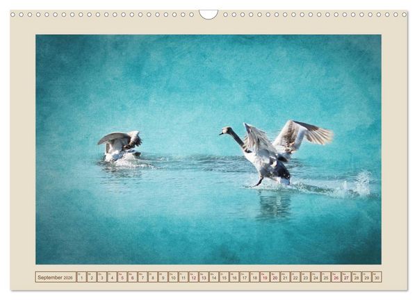 Produktbild: V&ouml;gel am Chemnitzer Schlossteich (Wandkalender 2026 DIN A3 quer), CALVENDO Monatskalender