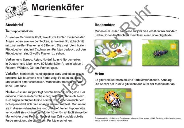 Produktbild: Feld- und Wiesentiere - Fotokarten mit Sachinfos
