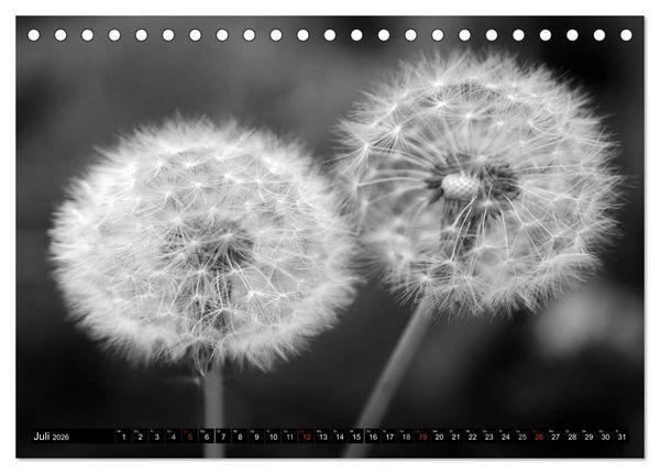 Produktbild: Pusteblume - Impressionen in schwarzwei&szlig; (Tischkalender 2026 DIN A5 quer), CALVENDO Monatskalender