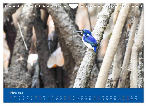 Produktbild: Australien, tierischer Kontinent (Wandkalender 2026 DIN A4 quer), CALVENDO Monatskalender