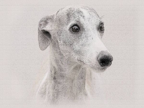 Produktbild: CALVENDO Puzzle Ein Bild aus dem Kalender Whippets 2017 | 1000 Teile Lege-Gr&ouml;&szlig;e 64x48cm Foto-Puzzle f&uuml;r gl&uuml;ckliche Stunden