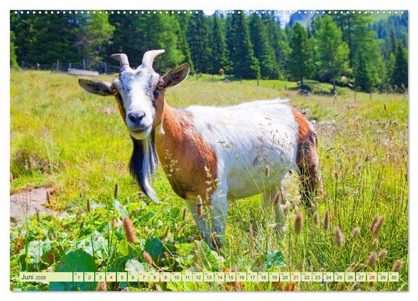 Produktbild: Wir sind die Stars auf der Alm (hochwertiger Premium Wandkalender 2026 DIN A2 quer), Kunstdruck in Hochglanz