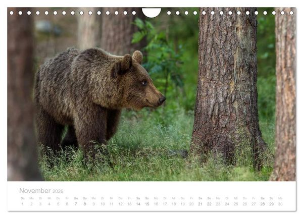 Produktbild: Braunb&auml;ren - pelzige Riesen in Finnlands W&auml;ldern (Wandkalender 2026 DIN A4 quer), CALVENDO Monatskalender