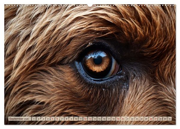 Produktbild: Schau mir ins Auge (hochwertiger Premium Wandkalender 2026 DIN A2 quer), Kunstdruck in Hochglanz