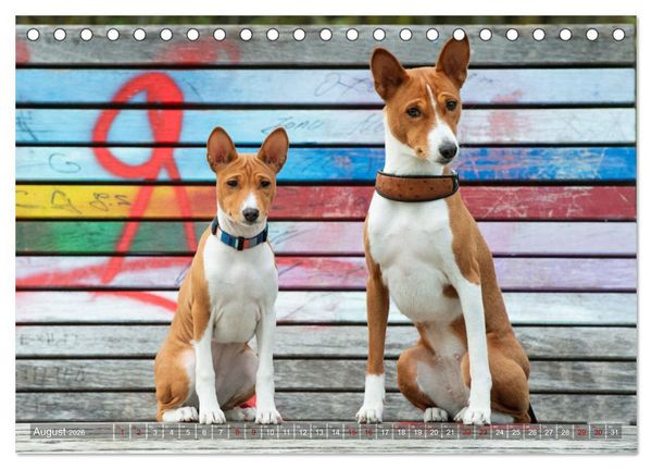 Produktbild: Basenji-Sch&ouml;nheiten (Tischkalender 2026 DIN A5 quer), CALVENDO Monatskalender