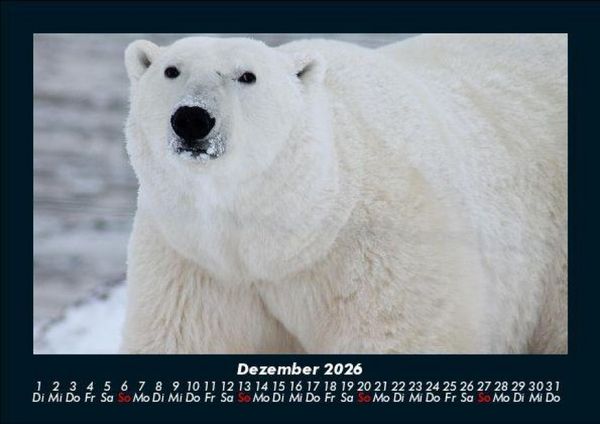 Produktbild: Tiere in der Wildnis 2026 Fotokalender DIN A5