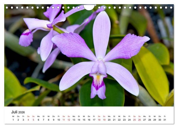 Produktbild: Vielfalt der Orchideen (Wandkalender 2026 DIN A4 quer), CALVENDO Monatskalender