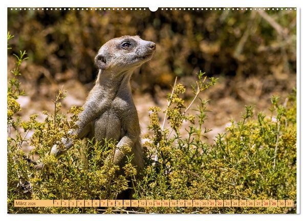 Produktbild: Afrikas Tierwelt - Erdm&auml;nnchen (Wandkalender 2026 DIN A2 quer), CALVENDO Monatskalender