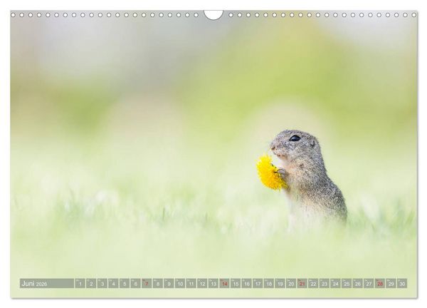 Produktbild: Liebenswerte Ziesel - vom Aussterben bedrohte Nagetiere (Wandkalender 2026 DIN A3 quer), CALVENDO Monatskalender