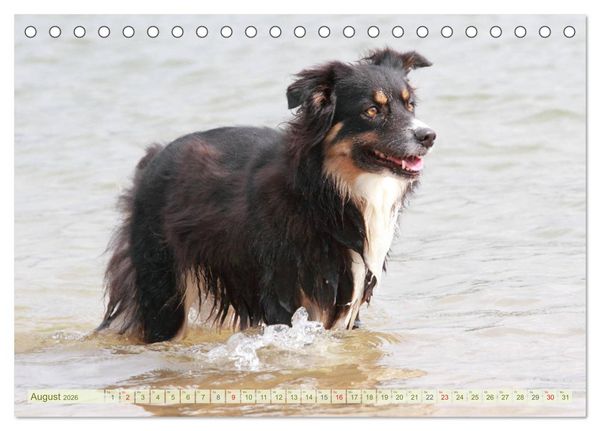 Produktbild: Australian Shepherd - H&uuml;tehunde mit Familienanschluss (Tischkalender 2026 DIN A5 quer), CALVENDO Monatskalender