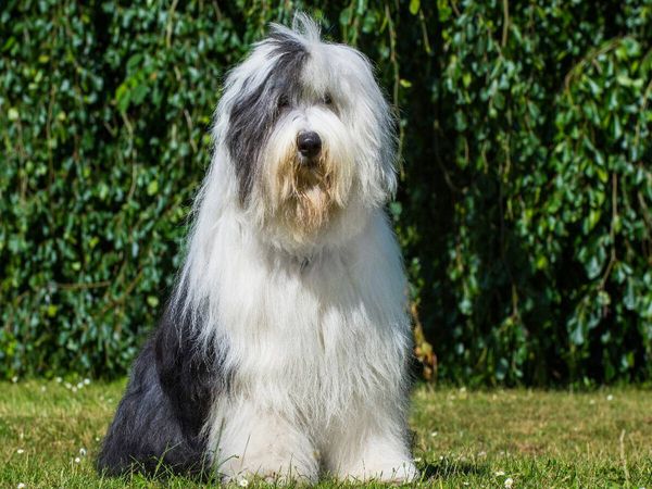 Produktbild: CALVENDO Puzzle Sitzender Bobtail | 1000 Teile Lege-Gr&ouml;&szlig;e 64x48cm Foto-Puzzle f&uuml;r gl&uuml;ckliche Stunden