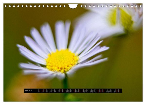 Produktbild: Achtsame Augenblicke (Wandkalender 2026 DIN A4 quer), CALVENDO Monatskalender
