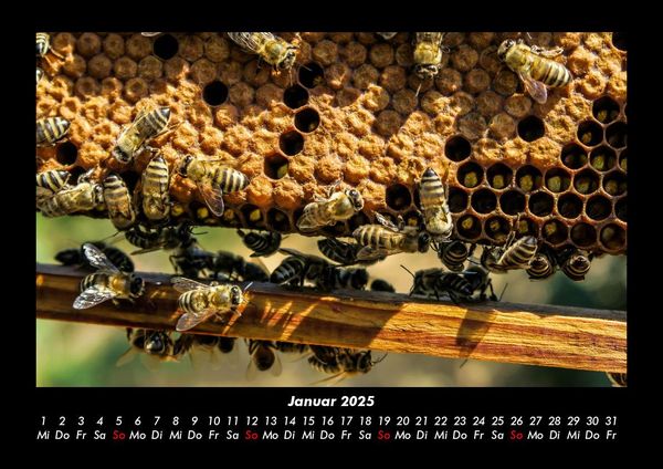 Produktbild: Bienen 2025 Fotokalender DIN A3
