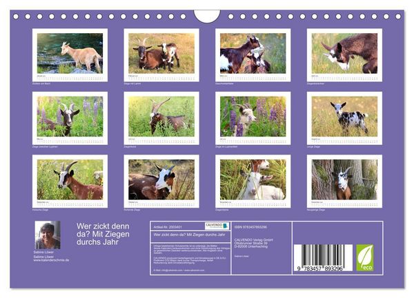 Produktbild: Wer zickt denn da? Mit Ziegen durchs Jahr (Wandkalender 2026 DIN A4 quer), CALVENDO Monatskalender
