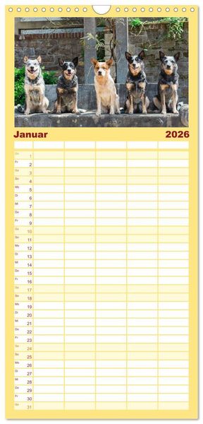 Produktbild: Familienplaner 2026 - Australian Cattle Dogs zwischen Kunst und Kultur mit 5 Spalten (Wandkalender, 21 x 45 cm) CALVENDO