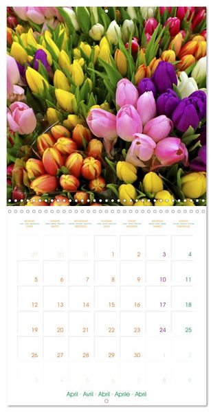 Produktbild: Tulips - Harbingers of Spring (Wall Calendar 2027 12 &times; 12 Inch) CALVENDO 12 Month Wall Calendar