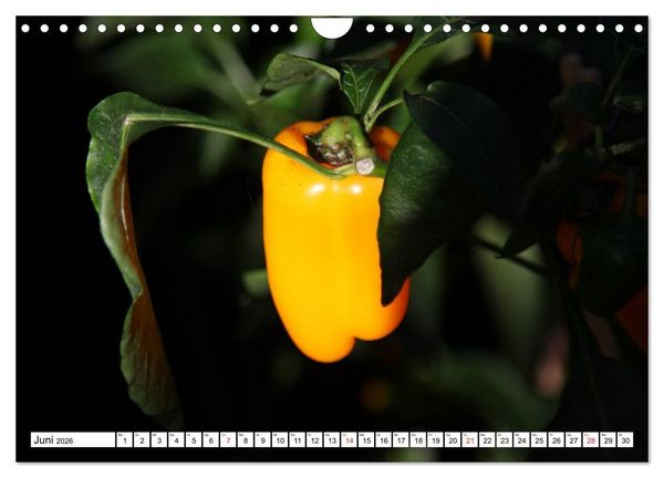 Produktbild: F&uuml;r Chili Liebhaber (Wandkalender 2026 DIN A4 quer), CALVENDO Monatskalender
