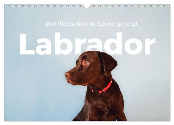 Produktbild: Labrador - Der Vierbeiner in Szene gesetzt. (Wandkalender 2026 DIN A3 quer), CALVENDO Monatskalender