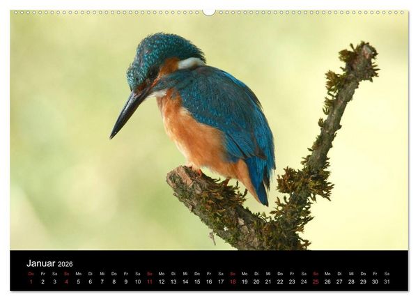 Produktbild: Der Eisvogel...fliegendes Juwel (hochwertiger Premium Wandkalender 2026 DIN A2 quer), Kunstdruck in Hochglanz