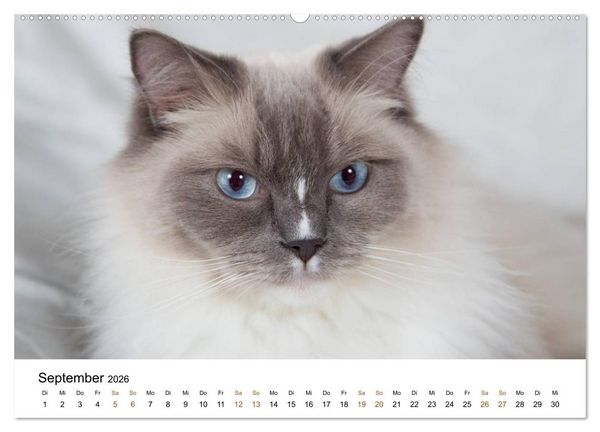 Produktbild: Ragdolls (hochwertiger Premium Wandkalender 2026 DIN A2 quer), Kunstdruck in Hochglanz