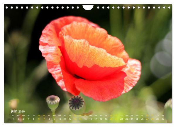Produktbild: Au c&oelig;ur d&rsquo;une nature color&eacute;e (Calendrier mural 2026 DIN A4 vertical), CALVENDO calendrier mensuel