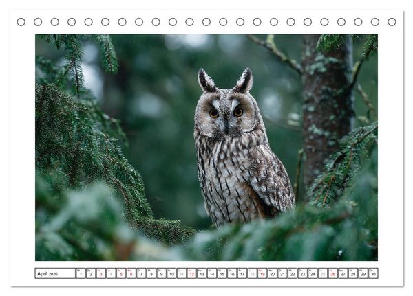 Produktbild: Eulen aus aller Welt - Faszinierende J&auml;ger der Nacht (Tischkalender 2026 DIN A5 quer), CALVENDO Monatskalender