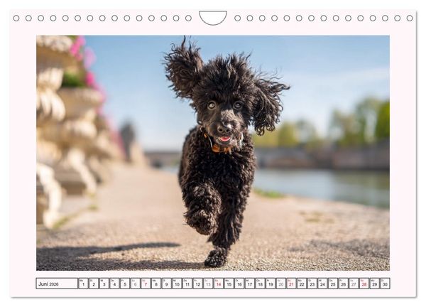 Produktbild: Pudel in der Stadt. Urbane Momente voller Charme und Lebensfreude (Wandkalender 2026 DIN A4 quer), CALVENDO Monatskalender