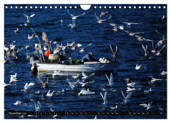 Produktbild: GR&Ouml;NLAND Eisfjord und Diskobucht (Wandkalender 2026 DIN A4 quer), CALVENDO Monatskalender