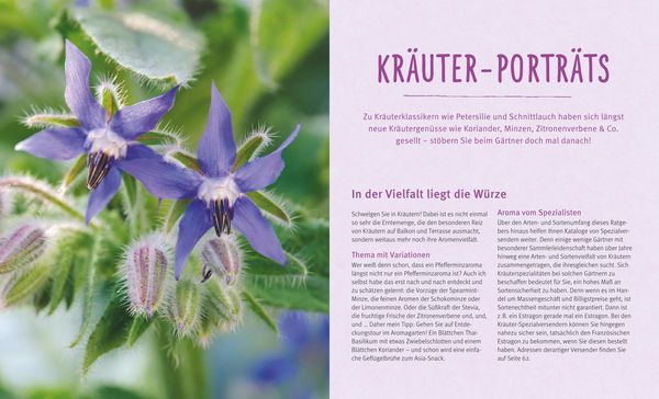 Produktbild: K&uuml;chenkr&auml;uter in T&ouml;pfen
