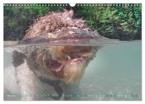 Produktbild: Lagotto Romagnolo - Wasserspiele (Wandkalender 2026 DIN A3 quer), CALVENDO Monatskalender