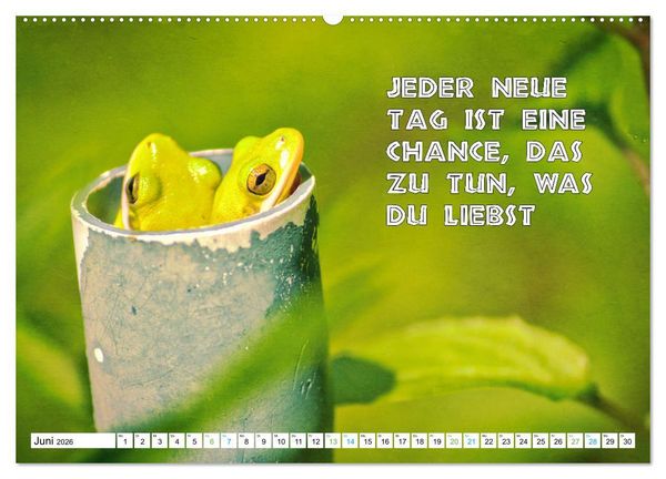Produktbild: Frosch quakt Spr&uuml;che (hochwertiger Premium Wandkalender 2026 DIN A2 quer), Kunstdruck in Hochglanz