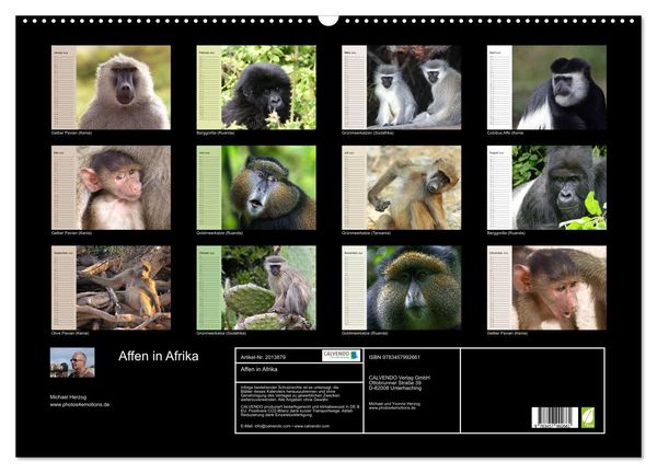 Produktbild: Affen in Afrika (Wandkalender 2026 DIN A2 quer), CALVENDO Monatskalender