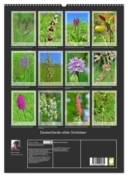 Produktbild: Deutschlands wilde Orchideen (hochwertiger Premium Wandkalender 2026 DIN A2 hoch), Kunstdruck in Hochglanz