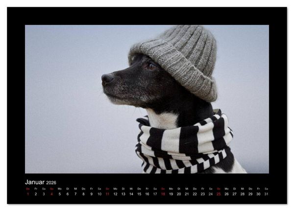 Produktbild: Jack Russell Terrier.....Ein Verwandlungsk&uuml;nstler namens Jake (Tischkalender 2026 DIN A5 quer), CALVENDO Monatskalender
