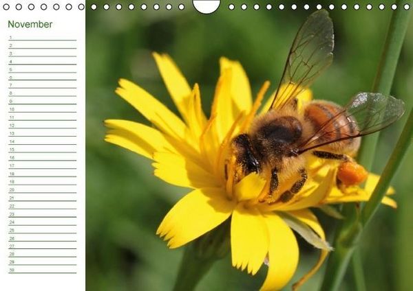 Produktbild: Bienen - Emsige Helfer (Wandkalender immerw&auml;hrend DIN A4 quer)