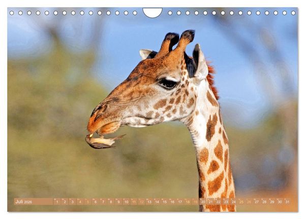 Produktbild: Giraffen: Die afrikanischen Riesen mit Weitblick (Wandkalender 2026 DIN A4 quer), CALVENDO Monatskalender
