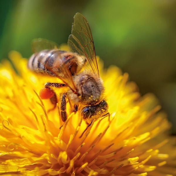 Produktbild: Bienen / Bees 2027