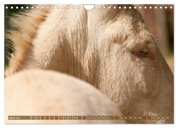 Produktbild: Wei&szlig;e Esel - M&auml;rchenhafte Langohren (Wandkalender 2026 DIN A4 quer), CALVENDO Monatskalender