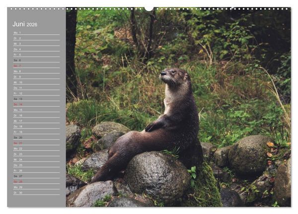 Produktbild: Otter. Frech, laut und clever (hochwertiger Premium Wandkalender 2026 DIN A2 quer), Kunstdruck in Hochglanz