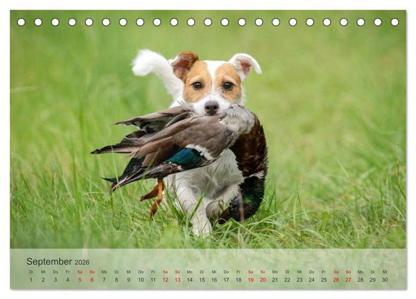 Produktbild: Treue Jagdgef&auml;hrten - Kleine Jagdhunde im Einsatz (Tischkalender 2026 DIN A5 quer), CALVENDO Monatskalender