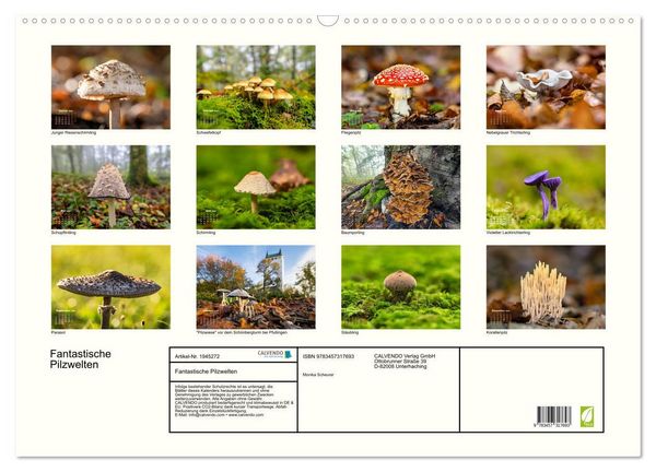 Produktbild: Fantastische Pilzwelten (Wandkalender 2026 DIN A2 quer), CALVENDO Monatskalender