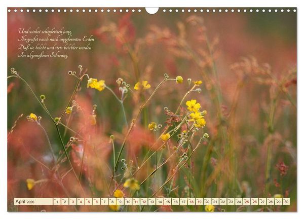 Produktbild: Sommergr&auml;ser (Wandkalender 2026 DIN A3 quer), CALVENDO Monatskalender