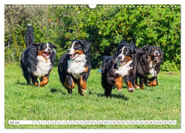 Produktbild: Berner Sennenhund - Der beste Freund f&uuml;rs Leben (Wandkalender 2026 DIN A3 quer), CALVENDO Monatskalender