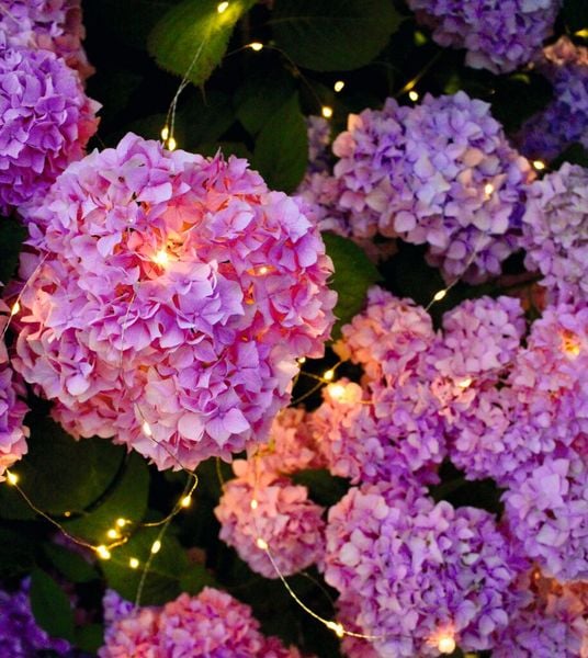 Produktbild: Blatt & Bl&uuml;te Solar-Lichtregen