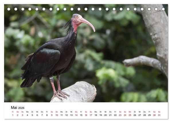 Produktbild: Der Waldrapp - Ein skurriler Vogel (Tischkalender 2026 DIN A5 quer), CALVENDO Monatskalender